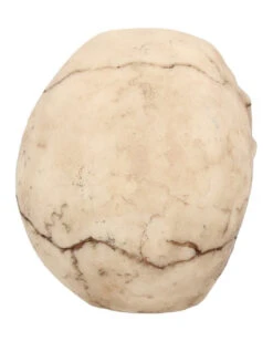 Kleiner Grinsender Totenkopf 12cm -Halloween Kostüme Geschäft kleiner grinsender totenschaedel small joker skull totenkopf dekoration gothic deko 50730 05