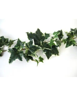 Mehrfarbige Efeugirlande 180cm -Halloween Kostüme Geschäft mehrfarbige efeugirlande halloween efuegirlande variegarted ivy garland halloween deko 53712 03